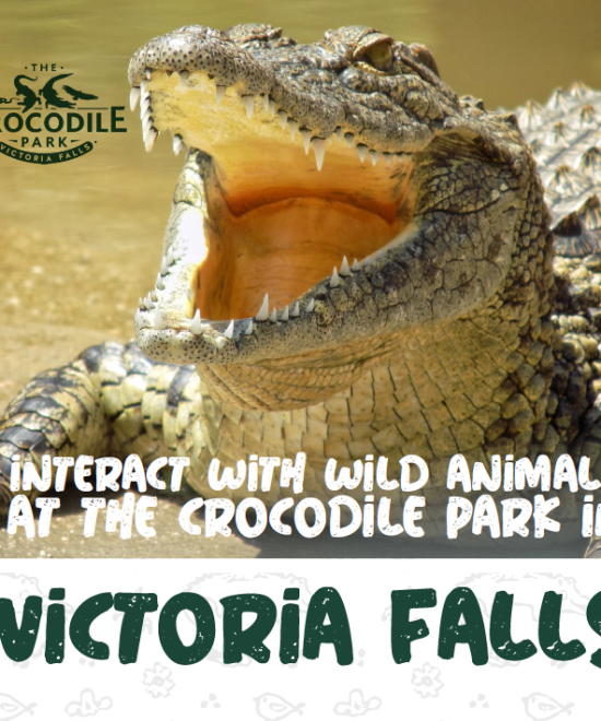 INTERACT WITH WILD ANIMALSAT THE CROCODILE PARK IN VICTORIA FALLS