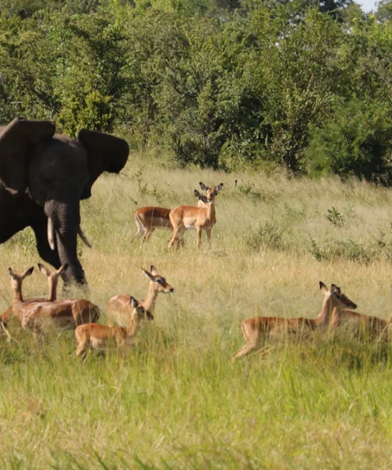 INTRODUCING THE ASSOCIATION FOR TOURISM HWANGE