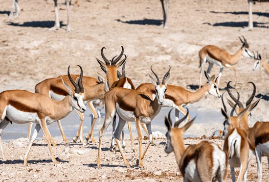 Is Winter The Best Time To Enjoy Zim’s Tourism Activities!
