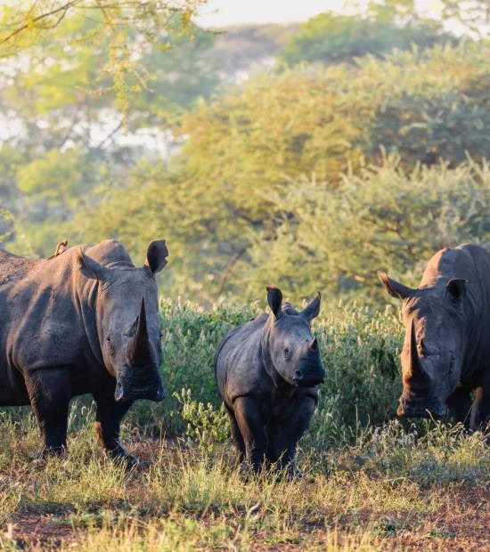 Explore the Beautiful Malilangwe Wildlife Reserve Safari in Zimbabwe