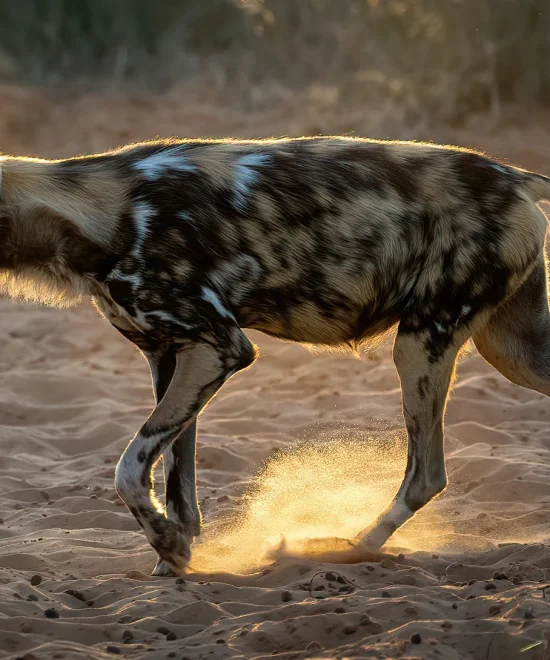 A Safari Guide For The Discerning Traveler To Mana Pools