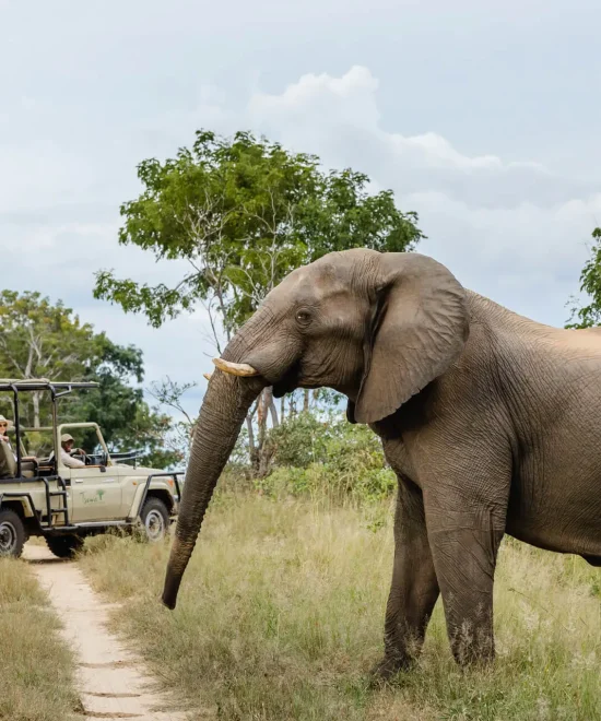 TSOWA SAFARI ISLAND LODGE: YOUR OWN LUXURY PRIVATE ISLAND NEAR VICTORIA FALLS
