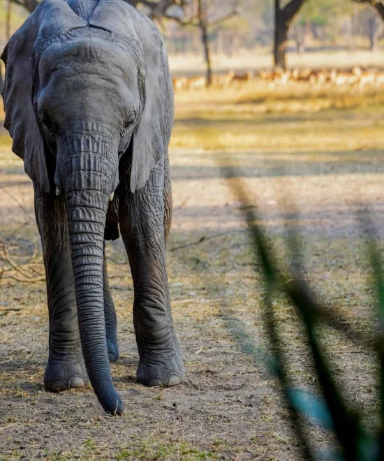Wild Is Life: A LEGACY FOR FUTURE GENERATIONS