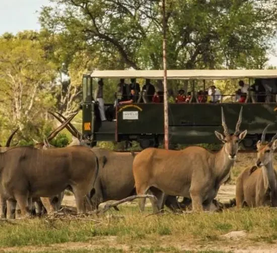 Unveiling the Luxurious Elephant Express Safari Experience