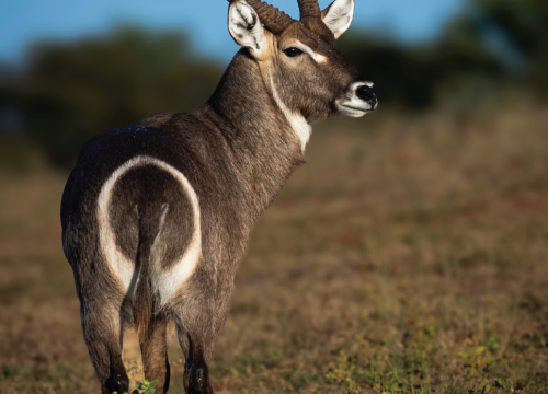 ZIMPARKS AND PARTNERS LAUNCH MAJOR MULTI-YEAR WILDLIFE TRANSLOCATION FOR MATOUSADONA