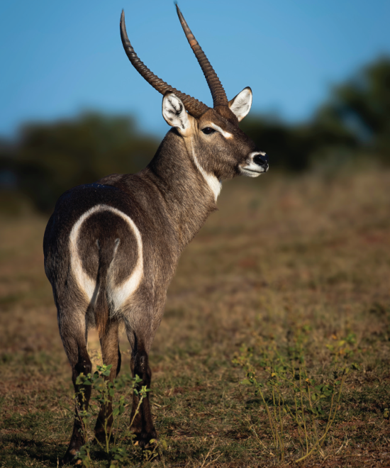 POACHING AND BUSH MEAT TRADE THREATEN ZIMBABWE’S WILDLIFE AND TOURISM