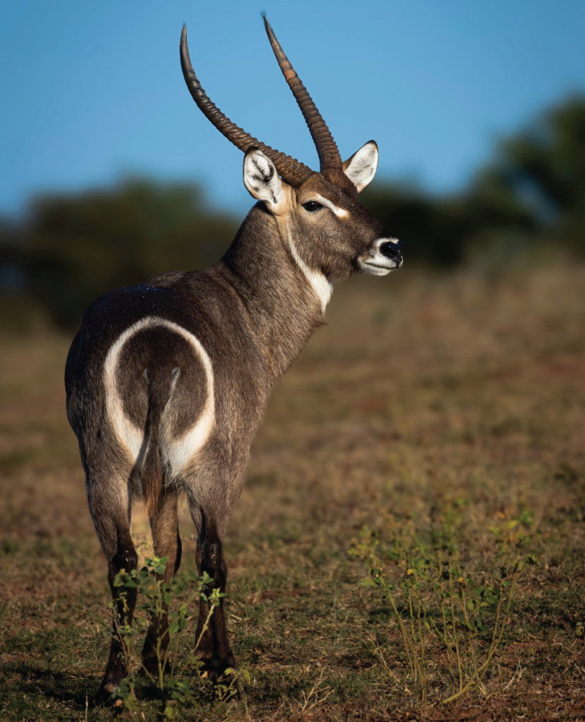ZIMPARKS AND PARTNERS LAUNCH MAJOR MULTI-YEAR WILDLIFE TRANSLOCATION FOR MATOUSADONA
