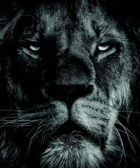 STEVE BOLNICK SAFARIS: GATEWAY TO AUTHENTIC AFRICAN ADVENTURES