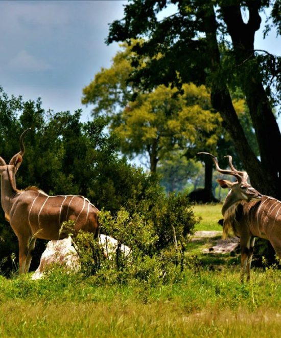 African Sun Installs Live Wildlife Cameras At Hwange Safari Lodge