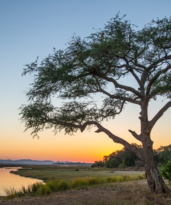 AFRICAN WILDLIFE FOUNDATION: A STRONG PRESENCE IN THE MID-ZAMBEZI LANDSCAPE
