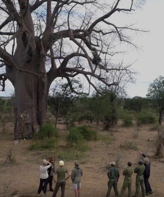 GUARDIANS OF THE WILD: CONSERVATION IN ACTION AT SAVE VALLEY CONSERVANCY