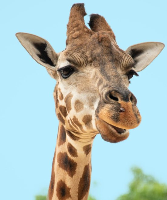 WORLD GIRAFFE DAY: A SILENT EXTINCTION CALLS FOR URGENT ACTION