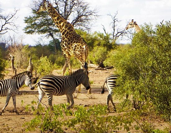 DECADES OF EQUESTRIAN ADVENTURE IN THE WILD WITH ZAMBEZI HORSE SAFARIS