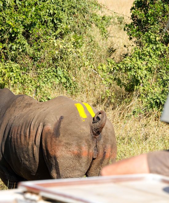 WHITE RHINOS RETURN TO GONAREZHOU NATIONAL PARK