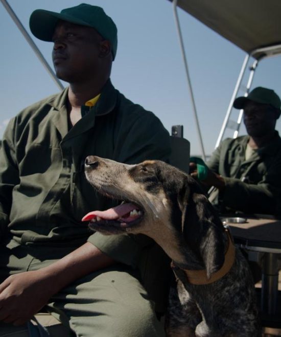 ZIMPARKS AND IFAW COLLABORATE IN K9 UNIT TRAINING