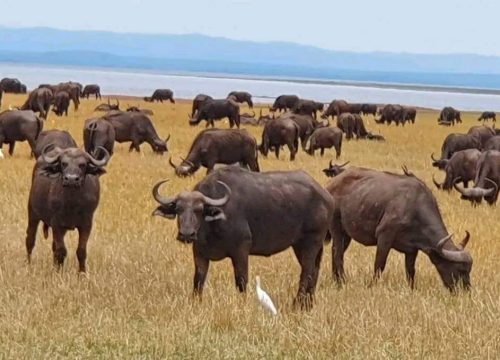 NYANYANA CAMP, THE LAKESIDE ESCAPE IN KARIBA RECREATIONAL PARK