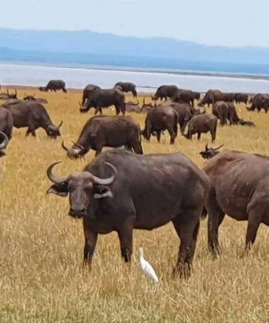 NYANYANA CAMP, THE LAKESIDE ESCAPE IN KARIBA RECREATIONAL PARK